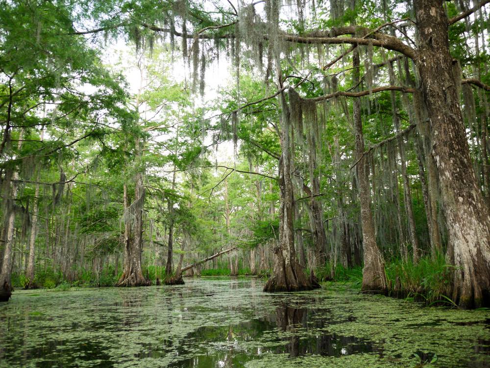 Spekulerer indbildskhed Græder Top 9 Places to Go Hiking in New Orleans