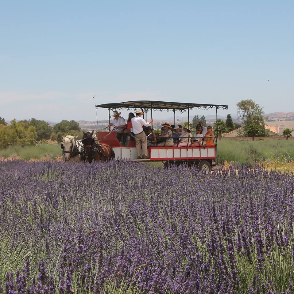 You'll Want To Attend The Lavender Festival In Southern California At
