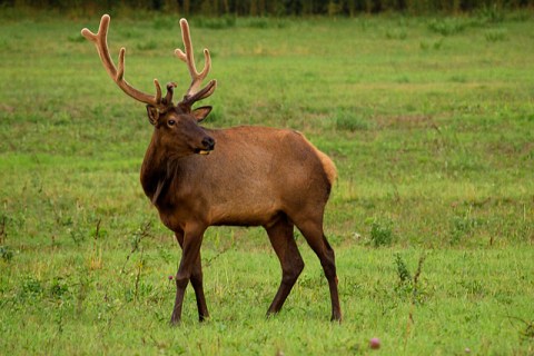 14 Photos Of Wildlife In Arkansas That Will Drop Your Jaw