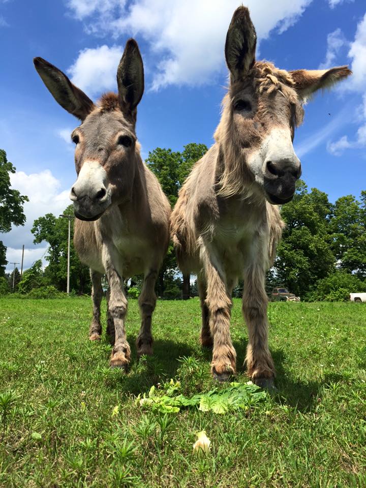8 Places In Michigan Where Animal Lovers Should Go