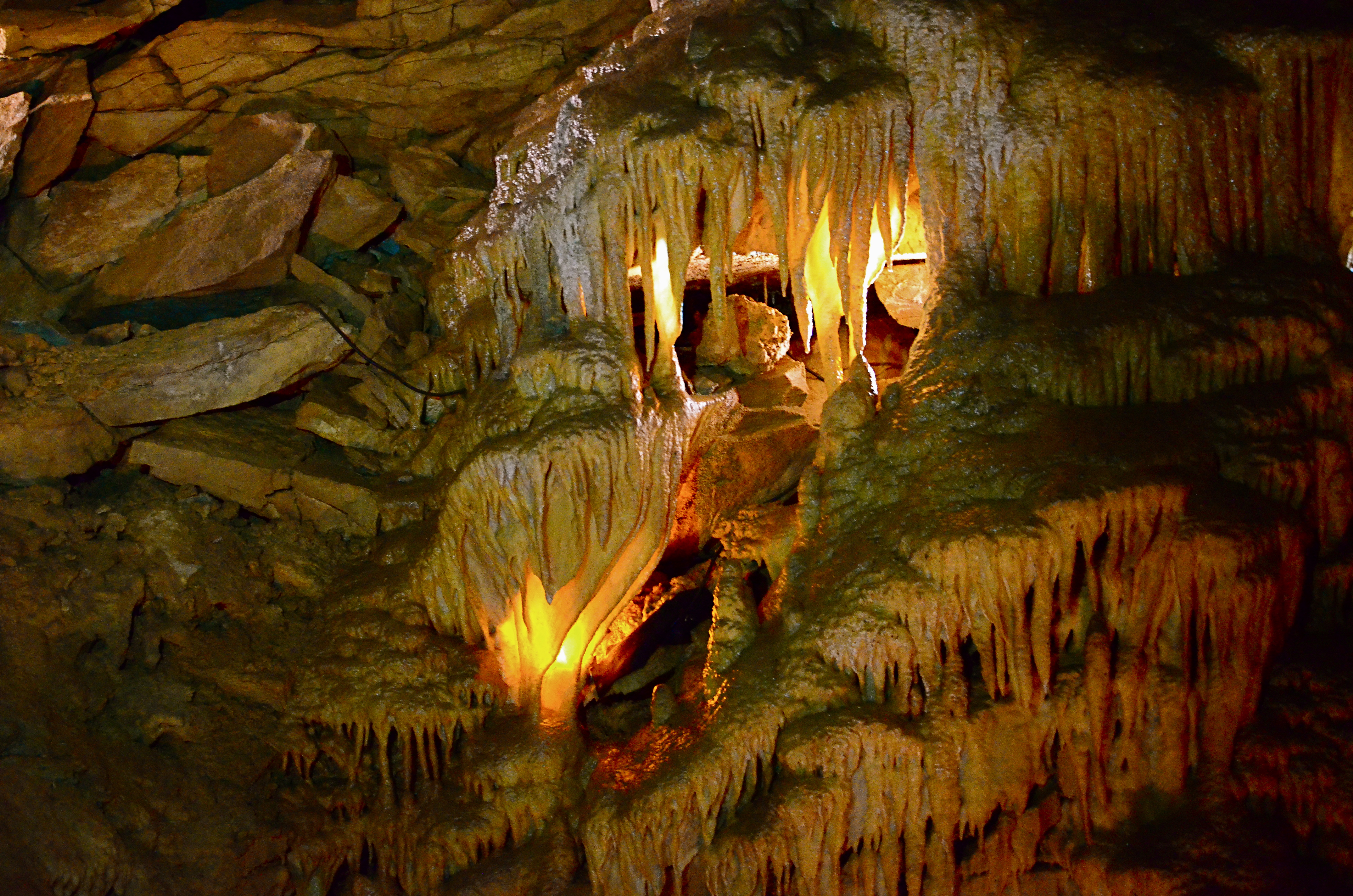 are dogs allowed in mammoth caves