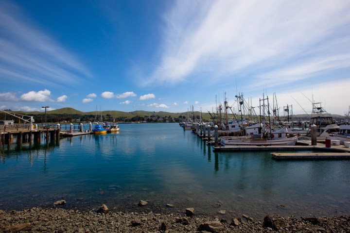 USA, California, Bodega Bay. Commercial fishing boats in
