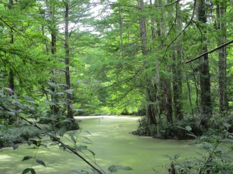 You Haven't Lived Until You've Experienced This One Incredible Nature Center In Louisiana