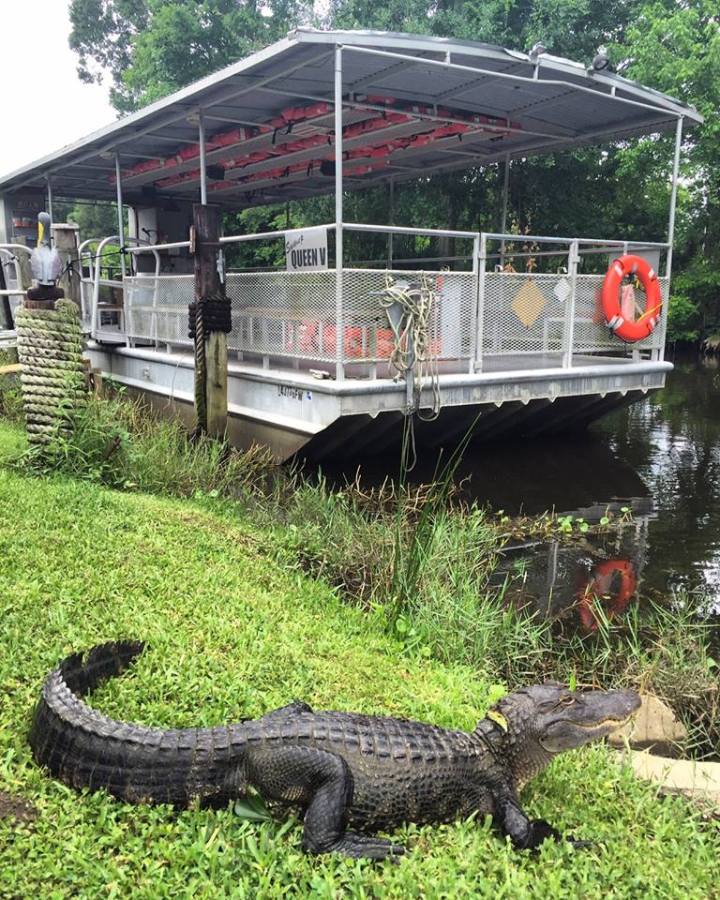 Fun morning in the boat with @ashleydeadeyejones. #reels #louisiana  #swamppeople #alligator #louisiana