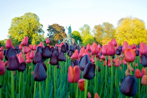 A Trip To New York's Neverending Tulip Field Will Make Your Spring Complete