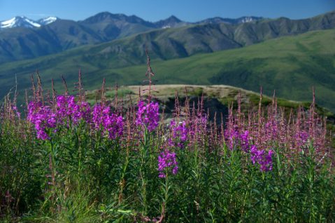 It's Impossible Not To Love This Breathtaking Wild Flower Trail In Alaska