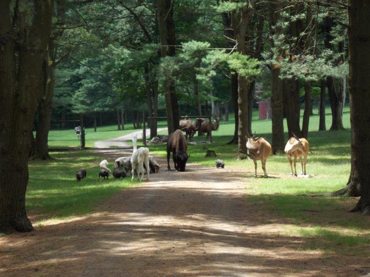 List of Animals - Adirondack Animal Land