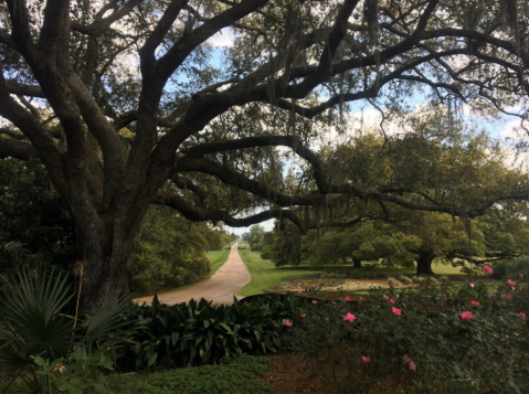 Most People Don't Realize These 7 Secret Gardens Around Louisiana Exist