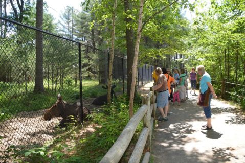 There’s A Wildlife Park In Maine That’s Perfect For A Family Day Trip