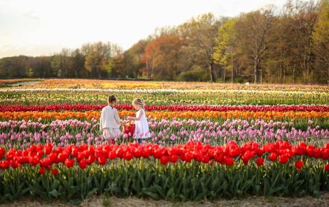 The Enchanting Tulip Farm In Rhode Island You Must Visit This Spring