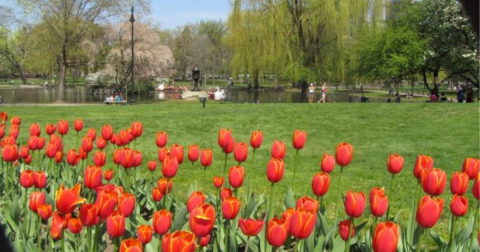 The 7 Wonders Of Boston Springtime You Must See Before They're Gone