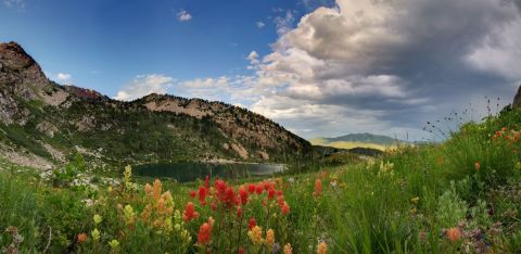 This Easy Wildflower Hike In Utah Will Transport You Into A Sea Of Color