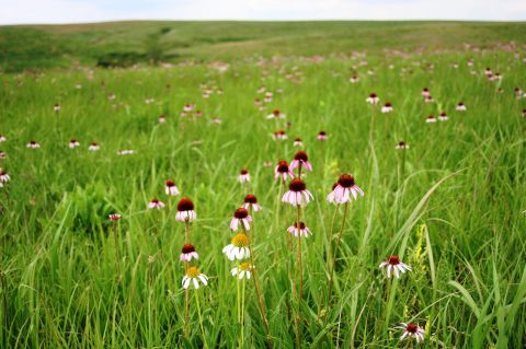 This Easy Wildflower Hike In Nebraska Will Transport You Into A Sea Of Color