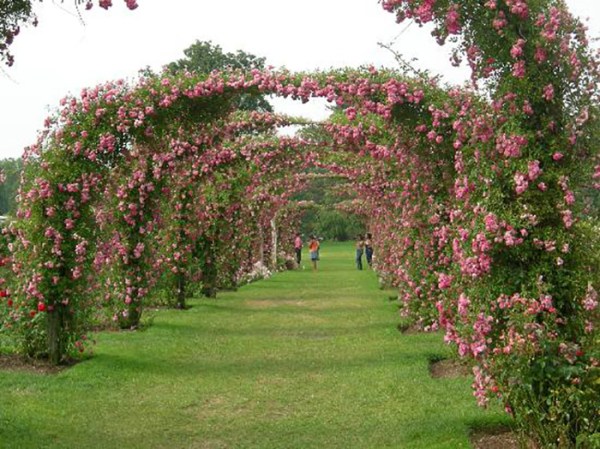 Rose Garden - Elizabeth Park