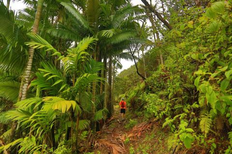 The Tunnel Trail In Hawaii That Will Take You On An Unforgettable Adventure