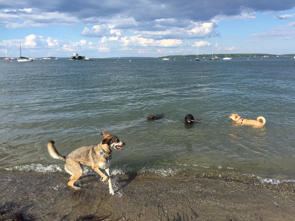 are dogs allowed on beaches in maine