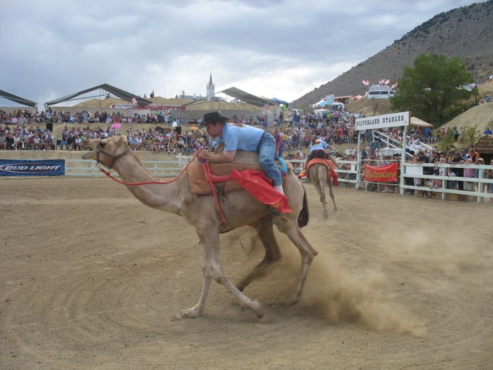 Annual Camel and Ostrich Races in Virginia City