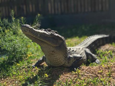 Not Many People Know About This Unique Zoo In Arizona