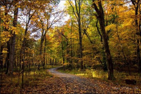 The Enchanting Halloween Hike In Illinois Your Whole Family Will Love