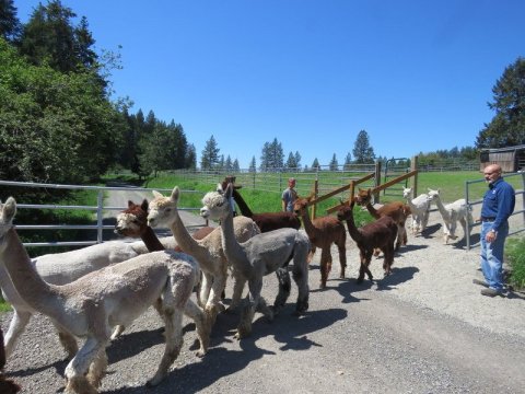 There’s An Alpaca Farm In Idaho And You’re Going To Love It