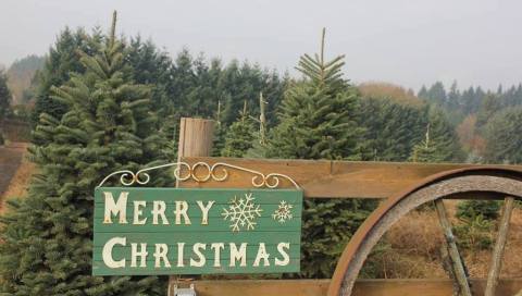 12 Magical Christmas Tree Farms In Oregon That Are Fun For The Whole Family