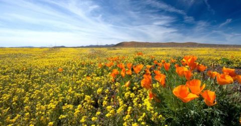 Take This Road Trip To The 8 Most Eye-Popping Poppy Fields In Arizona