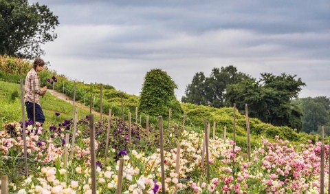 The Dreamy Flower Farm In Maryland You'll Want To Visit This Spring