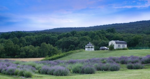 Maryland's Annual Lavender Festival Belongs On Your Summer Bucket List