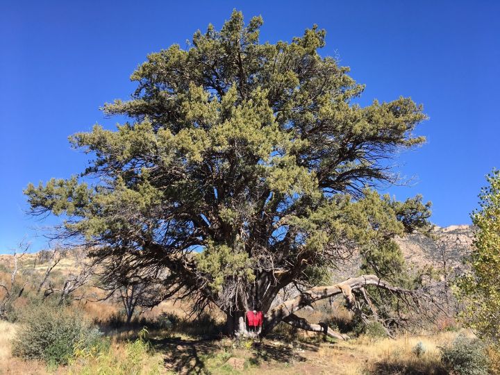 Discover The Oldest Tree In Arizona The Giant Alligator Juniper 3907