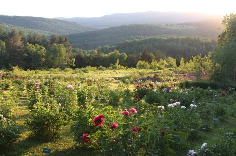 The Dreamy Peony Farm In Vermont You'll Want To Visit This Spring
