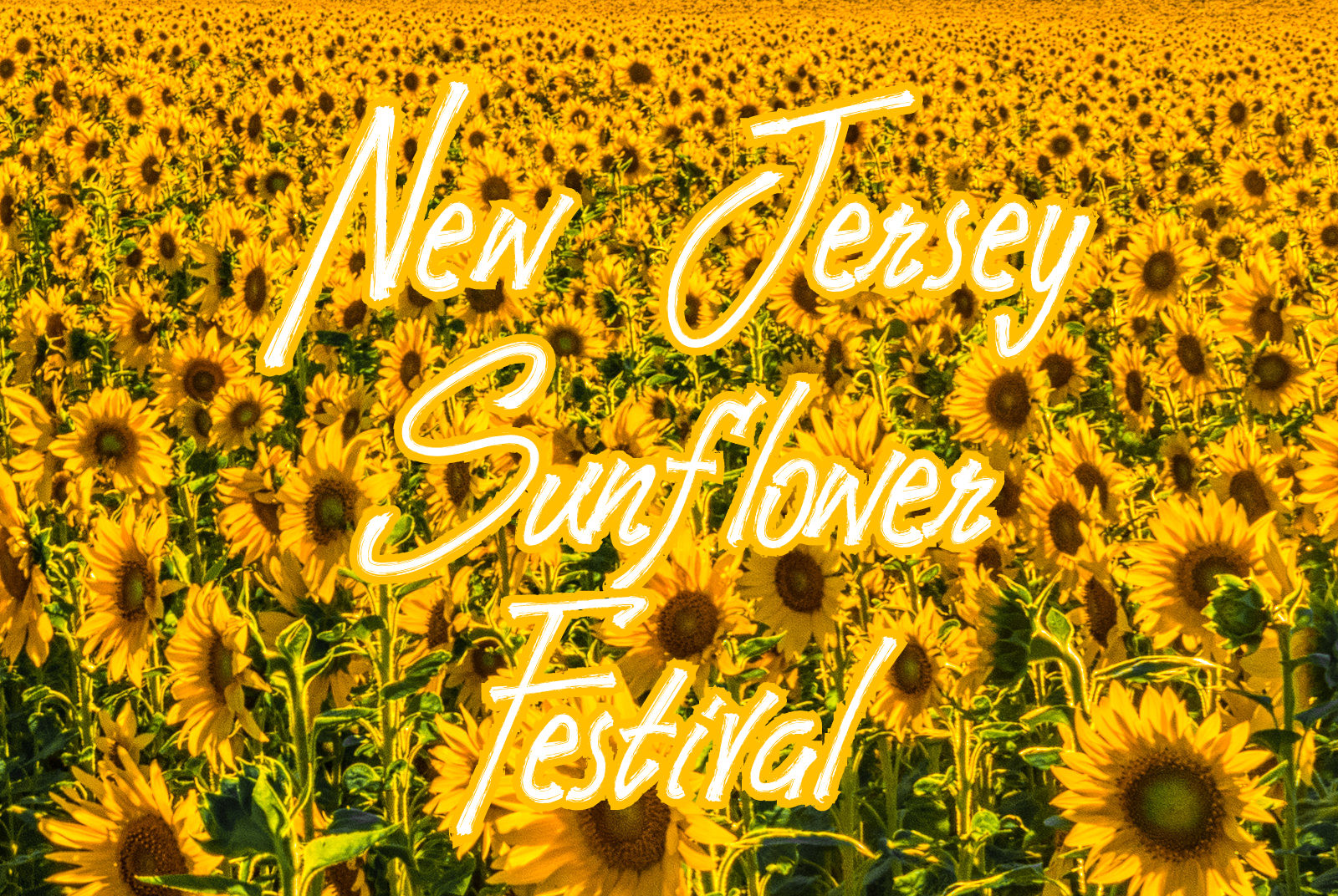 This Sunflower Festival In New Jersey Will Make Your Summer