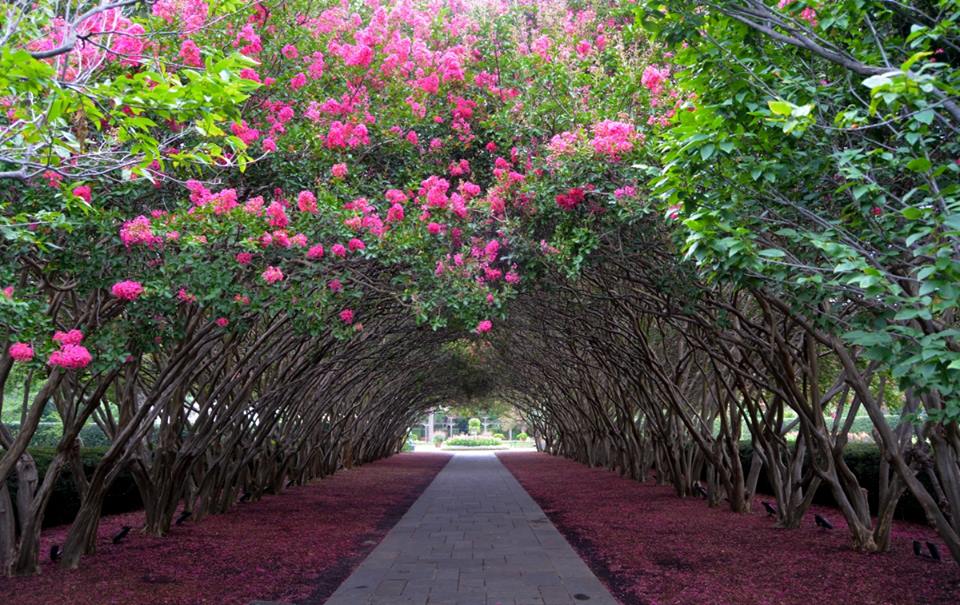 are dogs allowed at the dallas arboretum