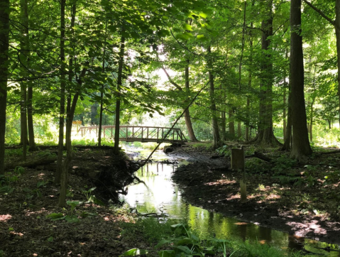 This 1-Mile Hike Near Detroit Takes You Through An Enchanting Forest