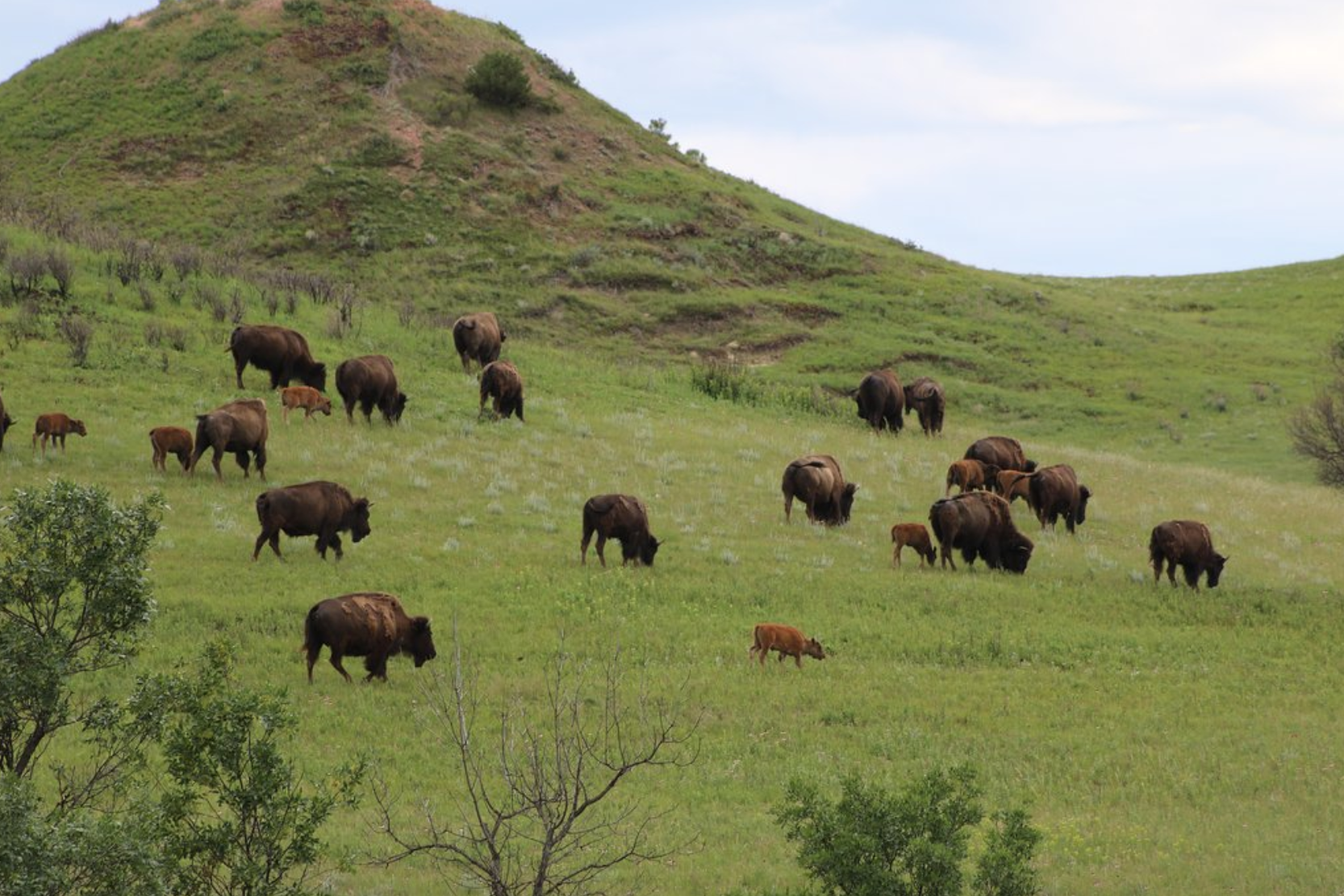 This Has Hundreds Of Wild Bison In North Dakota