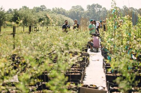 Play With Goats And Pick Your Own Grapes At Congaree And Penn Farm In Florida