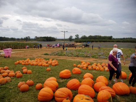 Pick Your Own Pumpkins At Southern Belle Farm, A Gigantic 330-Acre Farm In Georgia