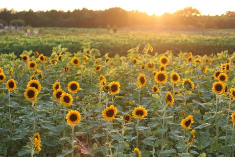 Wild Berry Farm Has The Most Massive Sunflower Field In Texas
