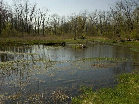 Explore Over 140 Acres Of Peaceful Wildlife At Estel Wenrick Wetlands In Ohio