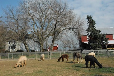 Bent Pine Alpaca Farm In Pennsylvania Makes For A Fun Family Day Trip