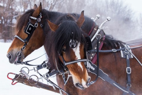 The Winter Carriage Rides At Gervasi Vineyard Are A Trip Through A Snow-Covered Wonderland