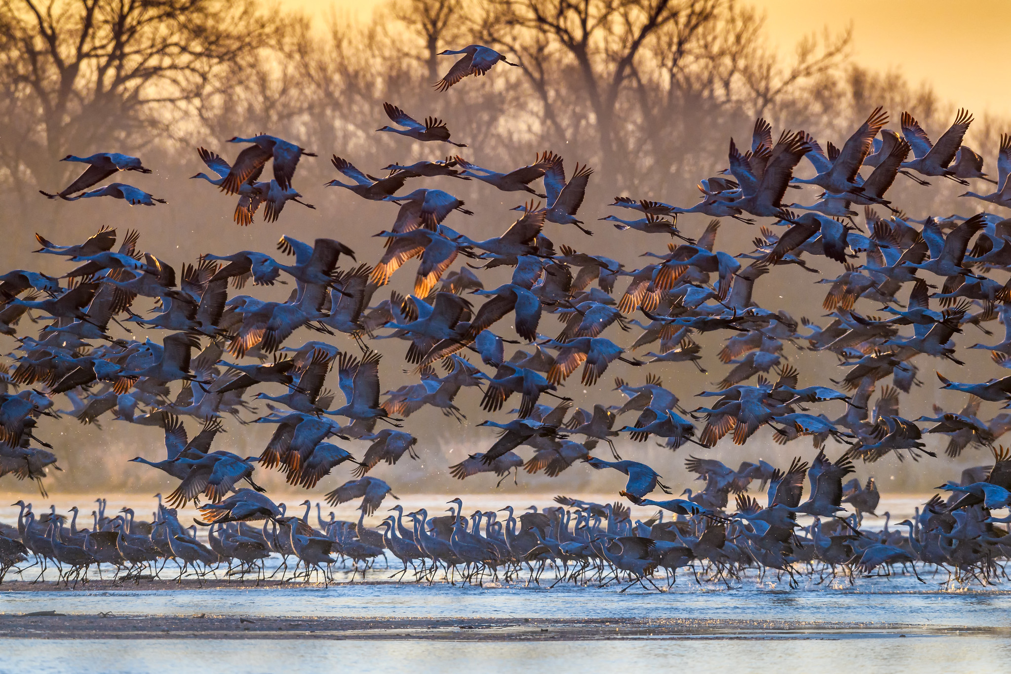 sandhill crane migration