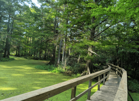Escape The Ordinary With A Stroll Through The Northlake Nature Center Near New Orleans