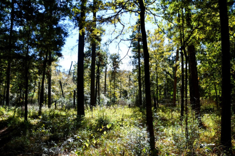 Traverse 128 Miles Of The Sam Houston National Forest On The Lone Star Hiking Trail In Texas