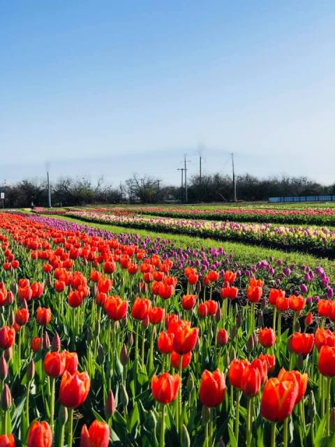 A Trip To Texas' Neverending Tulip Field Will Make Your Spring Complete