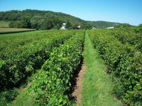 This Perfect Minnesota Vineyard Has Amazing Wine And Even Lets You Spend The Night