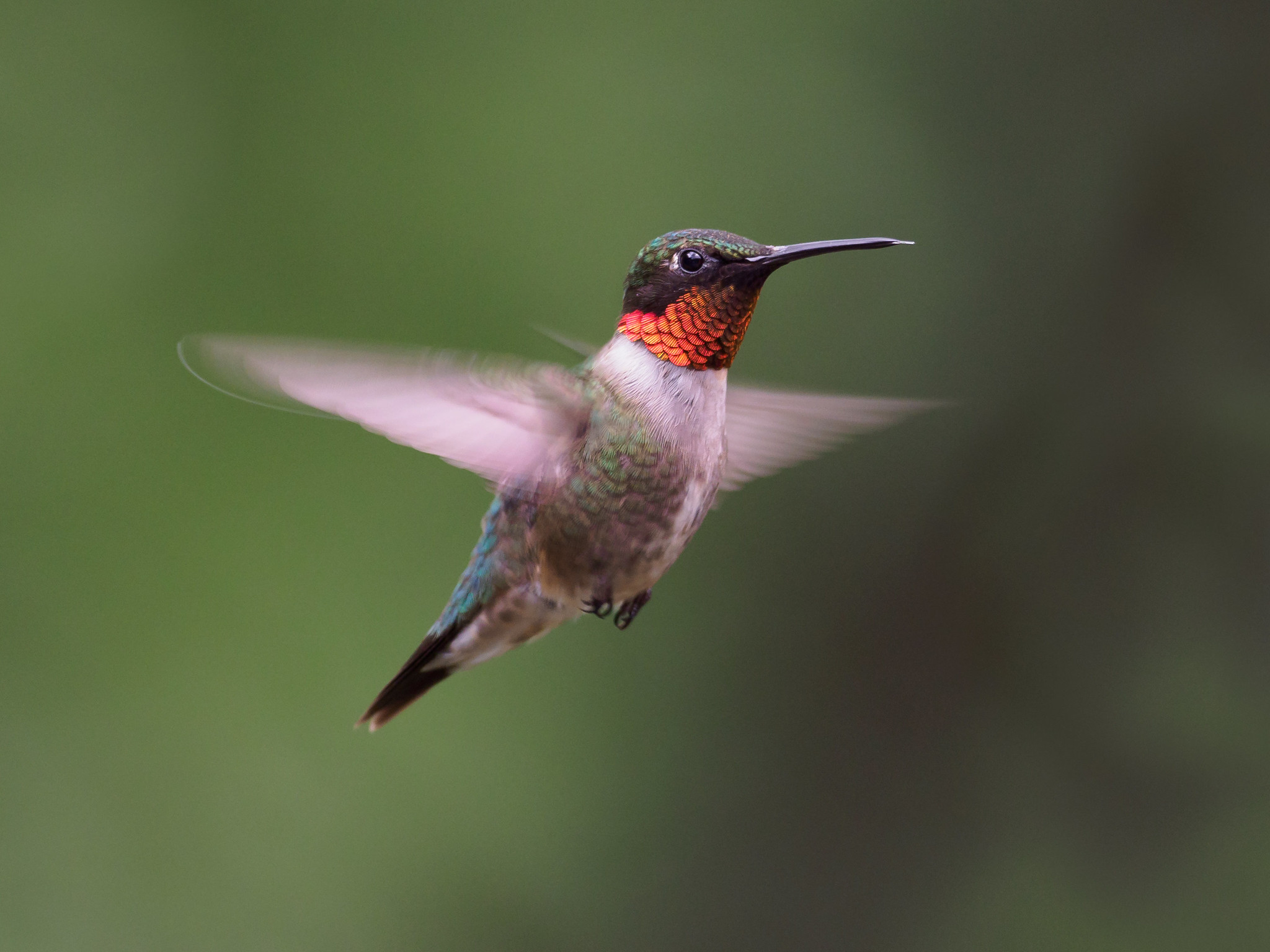 When Can I See Hummingbirds In North Carolina?