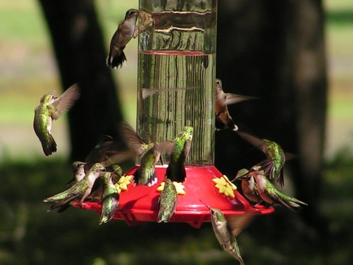 When Will Hummingbirds Arrive In Ohio? A Complete Guide