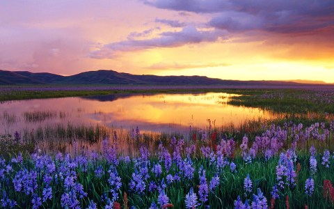 Every Spring, The Camas Prairie Centennial Marsh In Idaho Is Blanketed By Blossoming Lilies