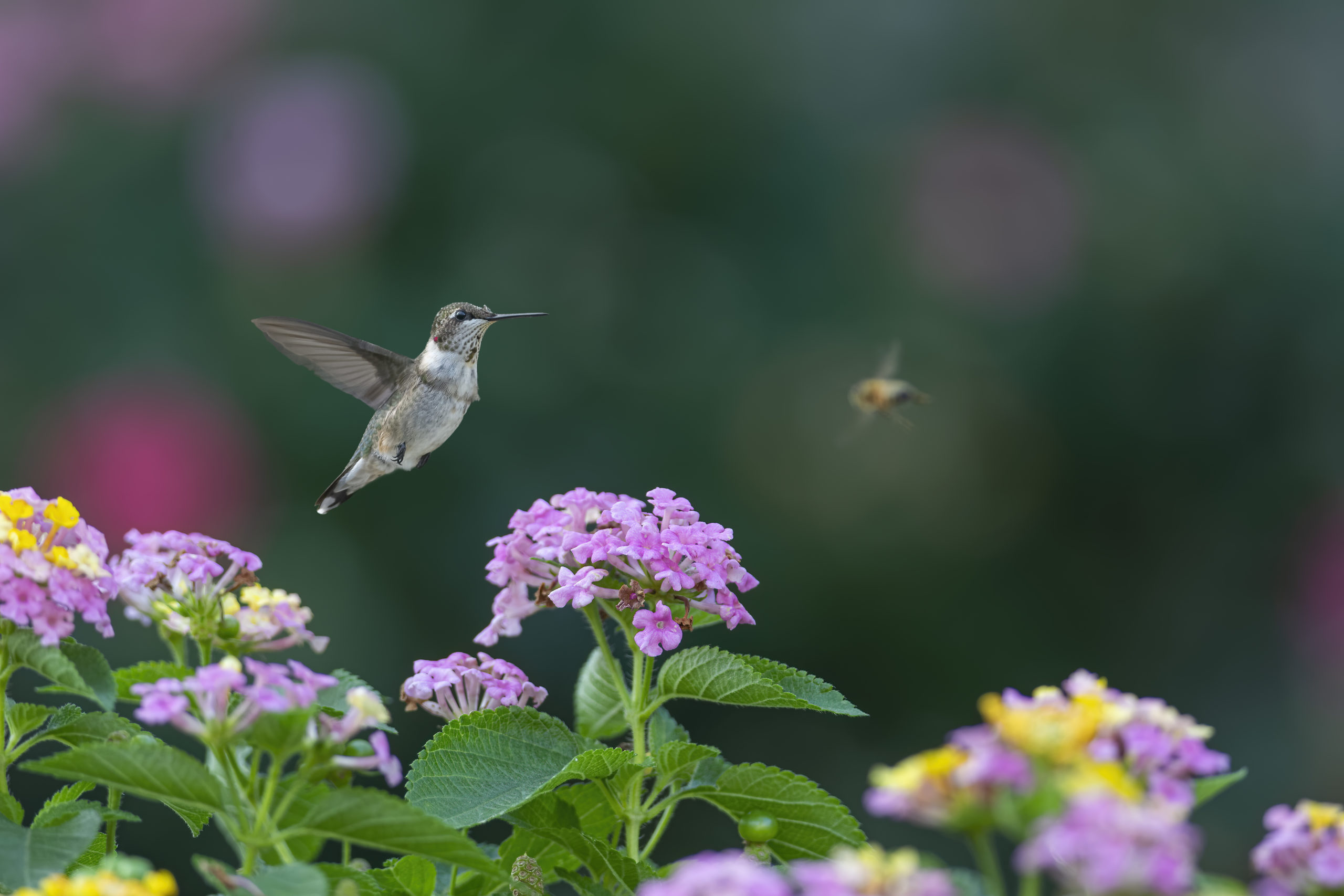 Here's When You Can Expect To See Hummingbirds In Massachusetts