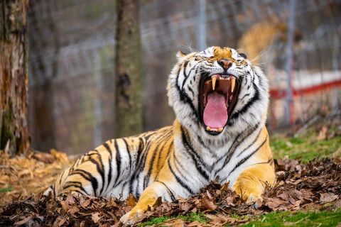 The Turpentine Creek Wildlife Refuge In Arkansas Is Offering Free Livestreams Of Big Cats, Bears, And More